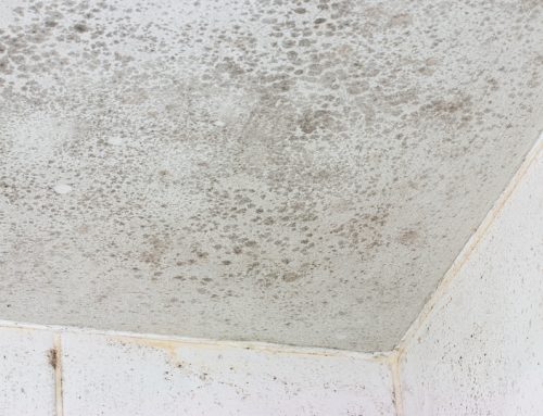 Will My Current Mildew Problem Persist After My Home Is Painted?